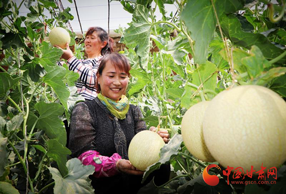 【决战决胜脱贫攻坚】凯发k8民勤：绿色产业铺就小康路